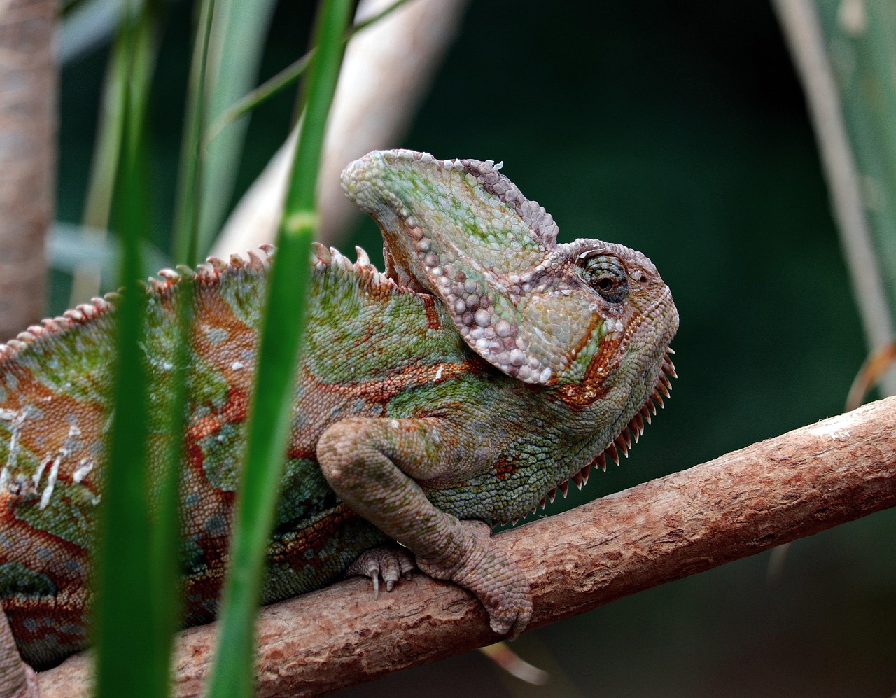  Chameleon Leguanartig - Kostenloses Foto auf Pixabay Bildidee 