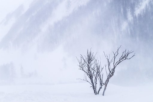 Invierno, Rama, Naturaleza, Nieve, Frío