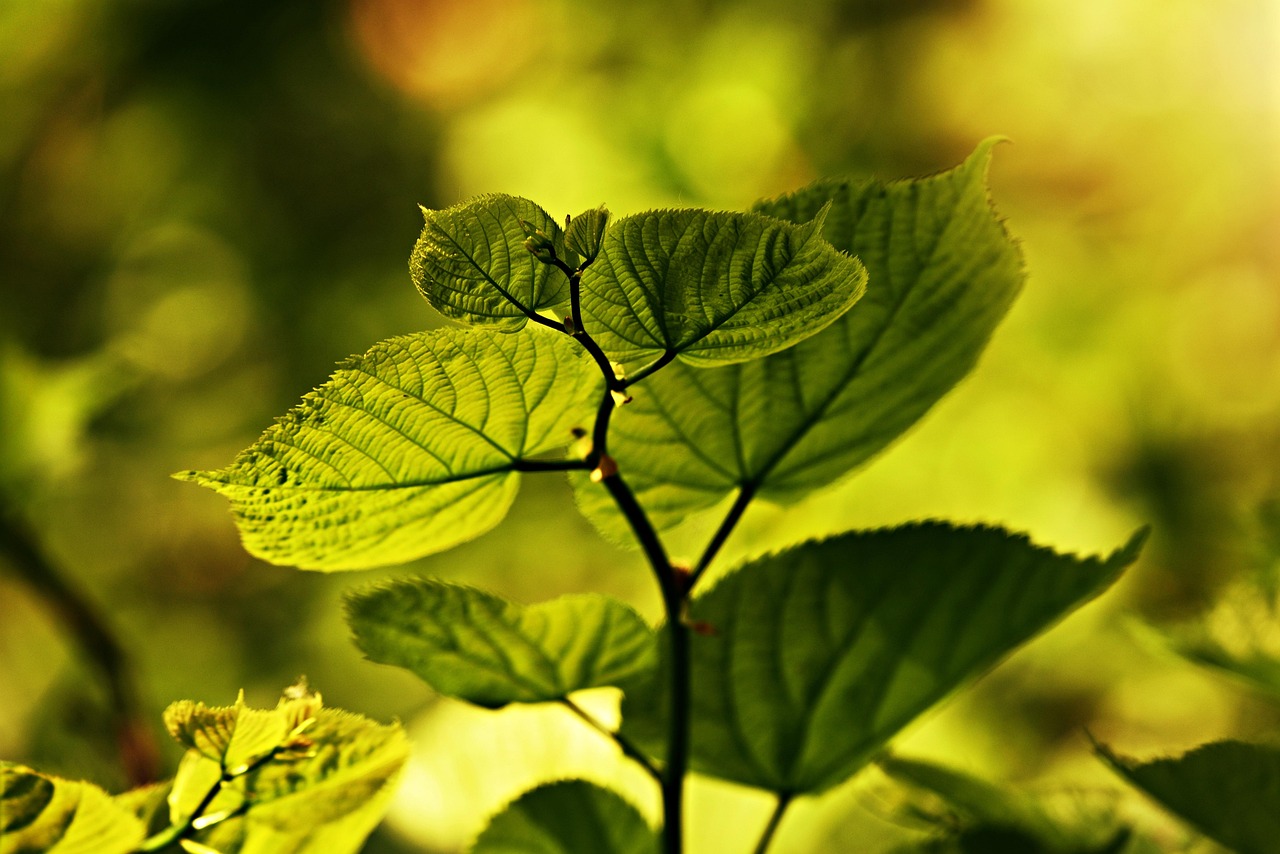 揭秘花木植物網(wǎng)站排名，如何打造綠色生態(tài)網(wǎng)絡新標桿