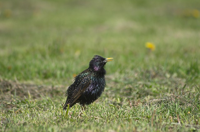 Star, Vogel, Natur, Feder, Irisierende