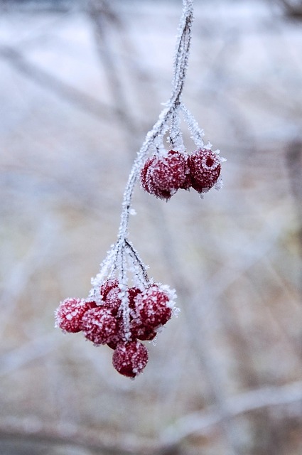Free Winter Nature photo and picture