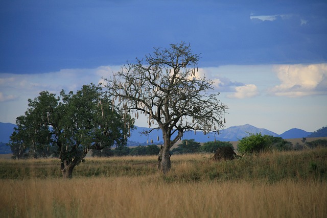 Free Sausage Tree Uganda photo and picture