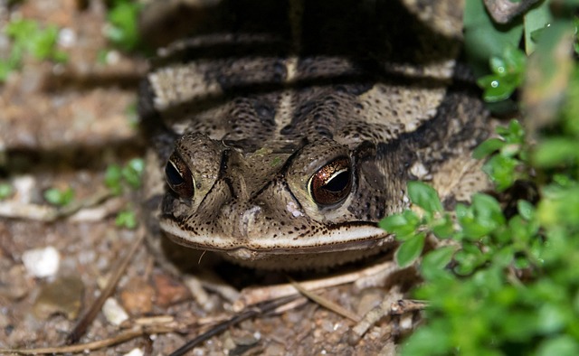 Free Frog Face photo and picture