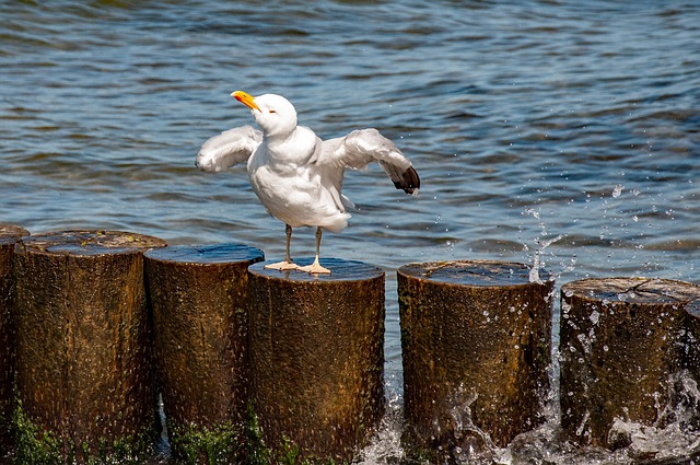 Free Gull Sea photo and picture