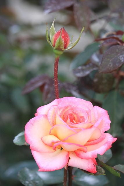 Free Rose Flower photo and picture