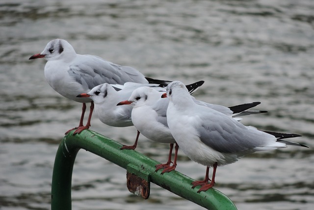 Rheinufer, Möve, Vogel