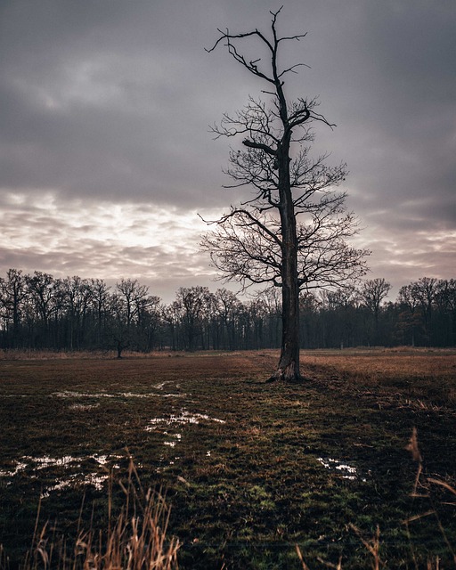 Free Nature Forest photo and picture