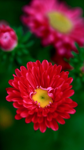 Květ, Zahrada, Příroda, Jaro, Bloom