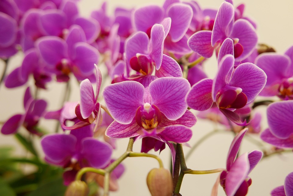 Фото Орхидеи Крупным Планом В Хорошем Качестве