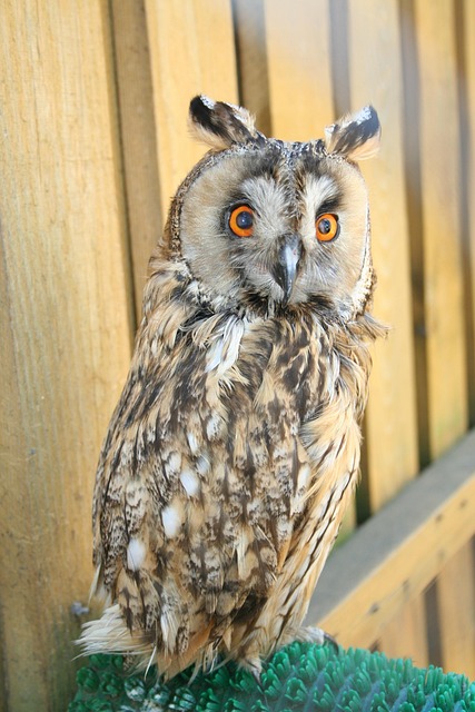 Free Zoo Owl photo and picture