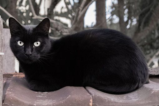 Gato, Preto, Animal, Animal Doméstico