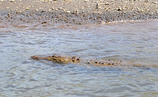 Free Costa Rica Croc photo and picture