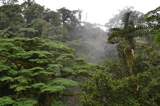 Free Emergent Layer Costa Rica photo and picture
