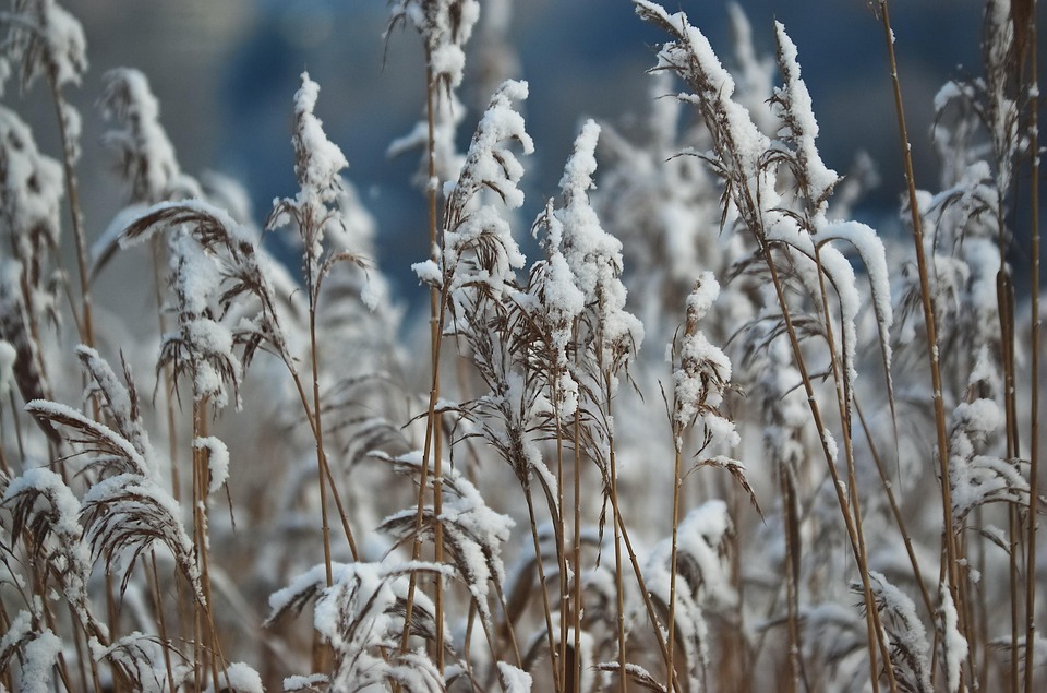 Reed Reeds Snow - Free photo on Pixabay
