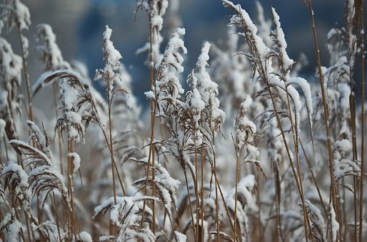 Free Reed Reeds photo and picture