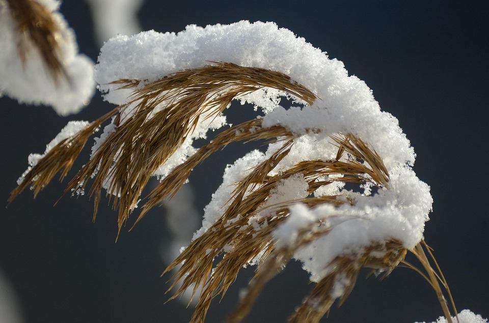 Reed Reeds Snow - Free photo on Pixabay - Pixabay
