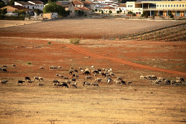 Oveja Aprisco Granja - Foto gratis en Pixabay - Pixabay