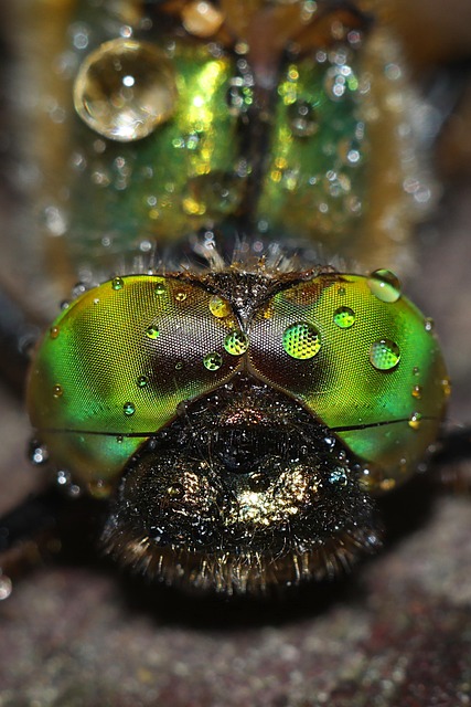 Free Dragonfly Macro photo and picture