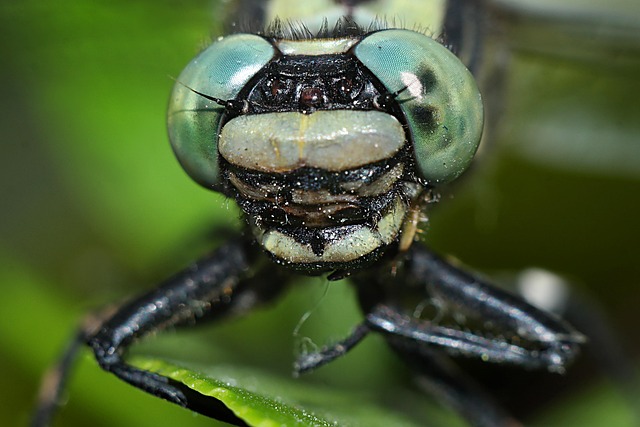 Free Insect Macro photo and picture