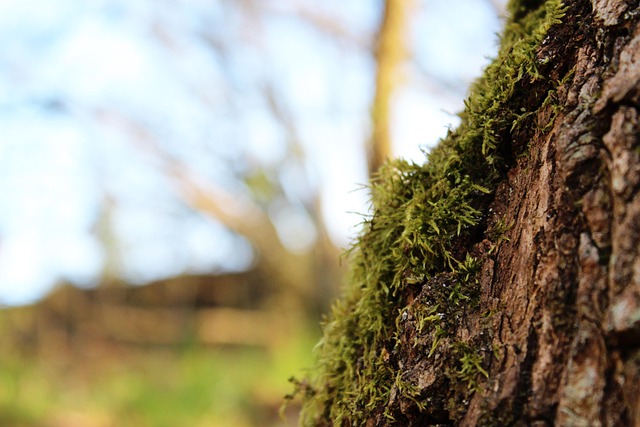 Mos, Hout, Natuur, Boom, Woud, Groente