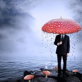 Pilz, Regen, Landschaft, Regentropfen