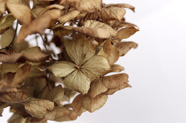 Free Hydrangea Flower Wallpaper photo and picture