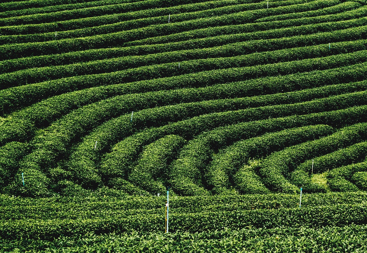 Tea Plantations - free online jigsaw puzzle photo