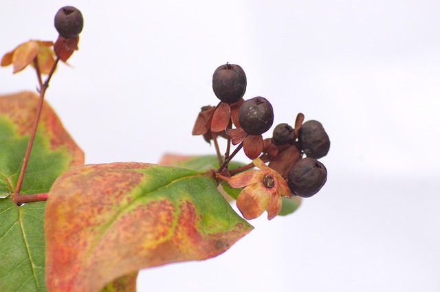 Free Hypericum Berries photo and picture