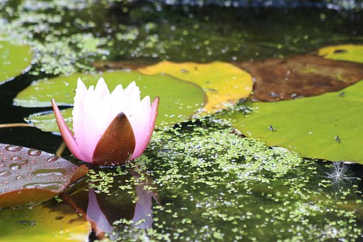 Lilly, Teich-Lilly, Lotusblume, Teich