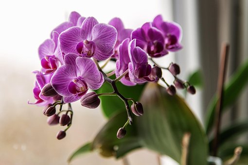 紫色兰花照片 下载免费图片 Pixabay