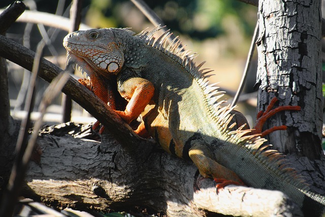 Free Green Lizard Lizard photo and picture