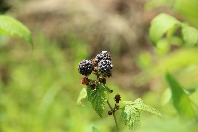 Free Raspberry Black Raspberry photo and picture