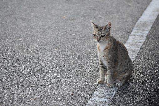 Free Malaysia Animal photo and picture