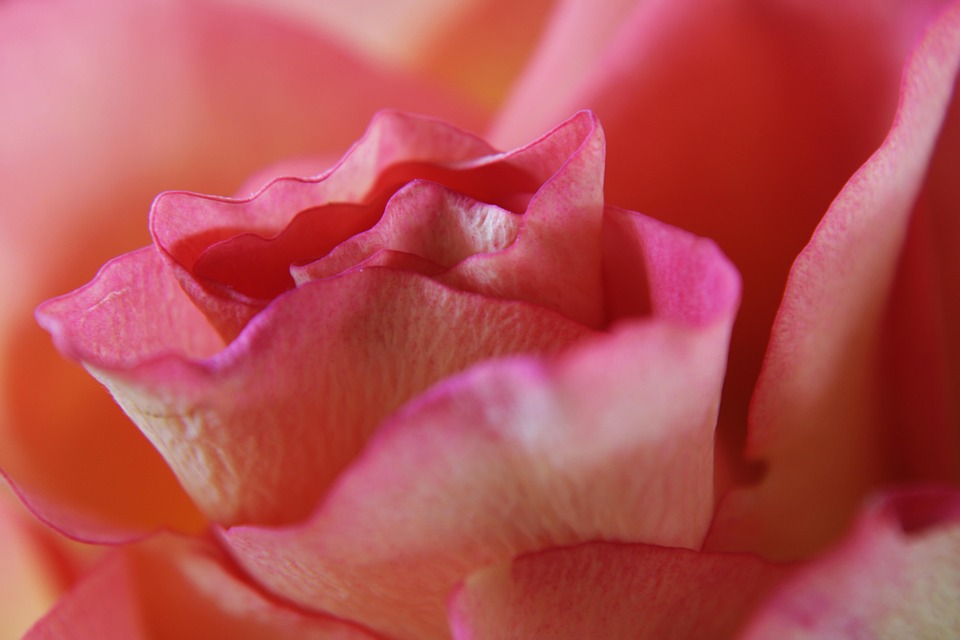 Pink Rose Feeling Free photo on Pixabay