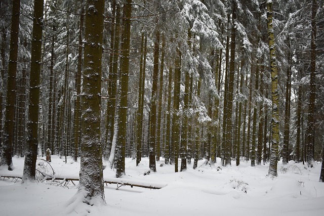 Free Snow Forest photo and picture