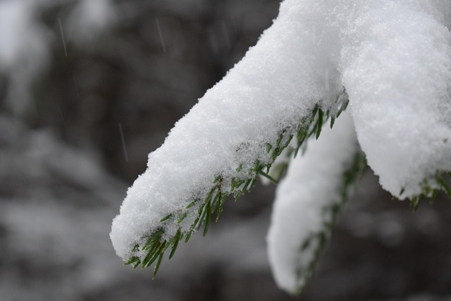 Free Snow Forest photo and picture