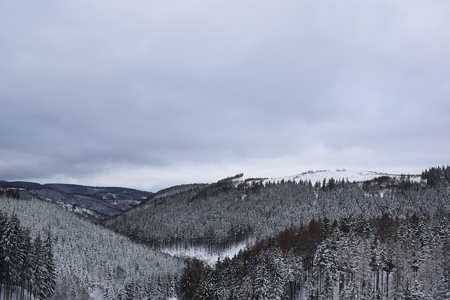 Free Snow Forest photo and picture