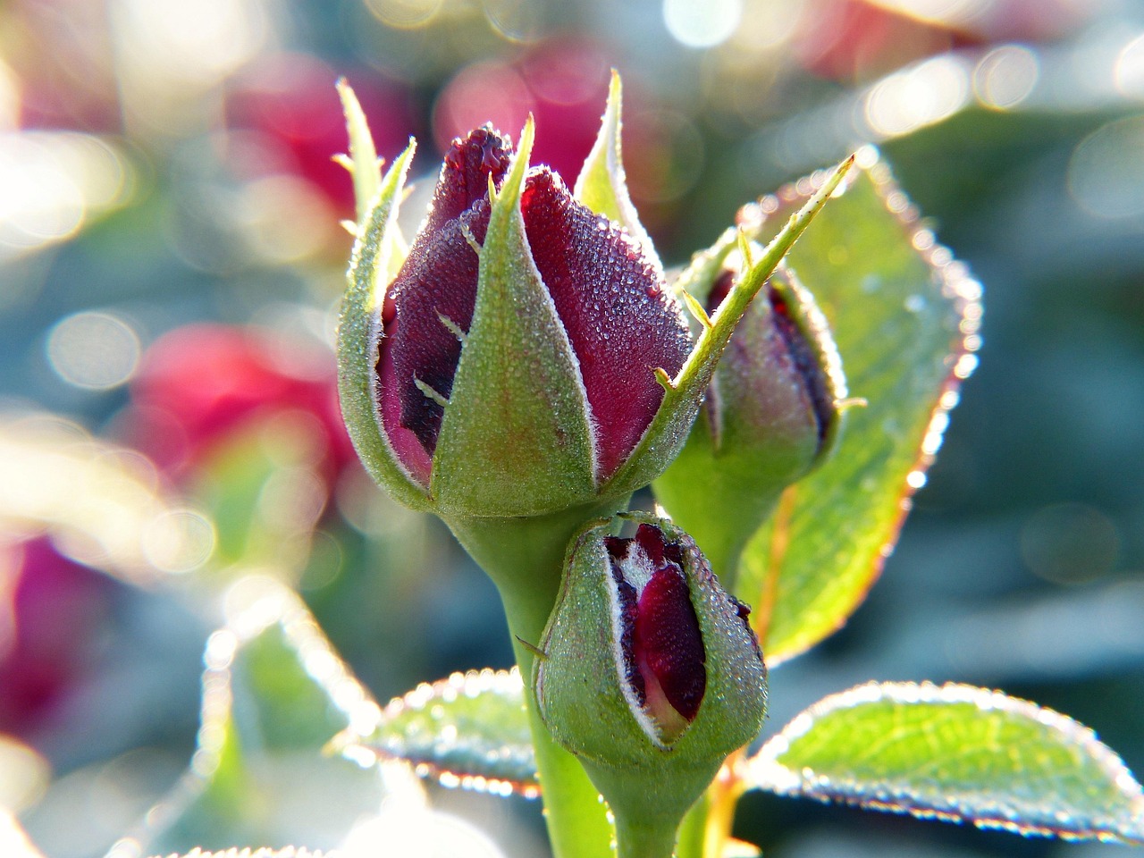 Rose Bud Blossom Free photo on Pixabay — free download
