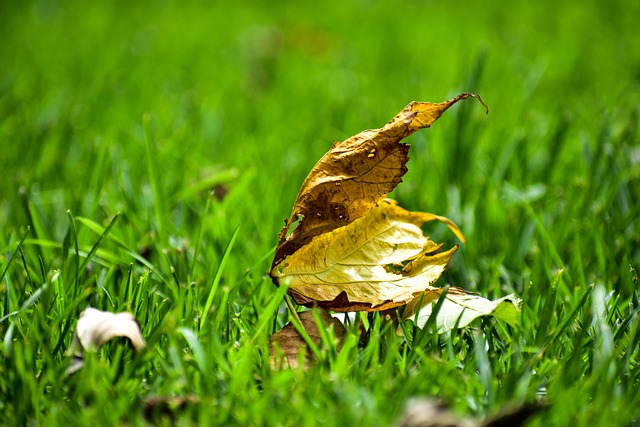 Free Dry Leave Flat photo and picture