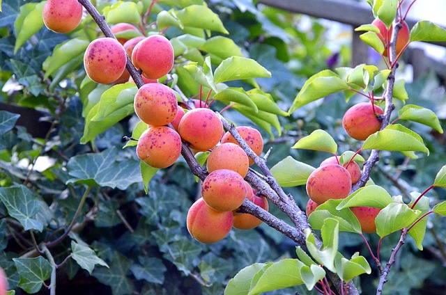 Free Apricots Garden photo and picture