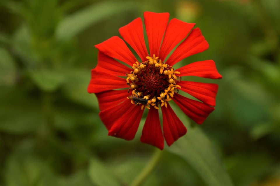 Flower Wild Red - Free photo on Pixabay - Pixabay