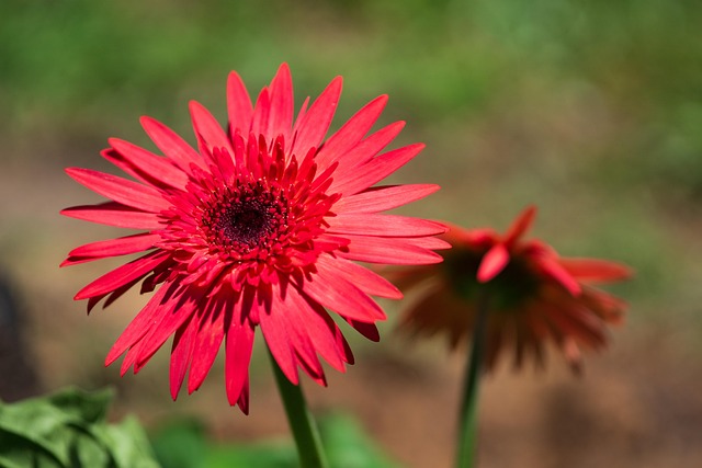 Marguerite Rouges Rouge Marguerite Fleur - Photo gratuite sur Pixabay - Pixabay