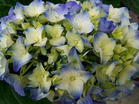 Hortensie, Sommer Blume, Gartenblume