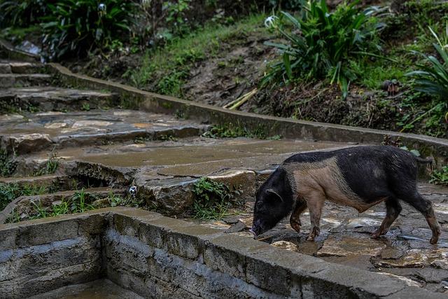 Sapa, Natürliche, Tier, Bergig, Schwein
