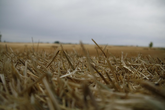 Feld, Stroh, Ernte, Ernten, Landschaft
