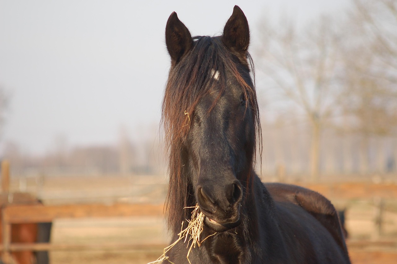 Horse - free online jigsaw puzzle photo
