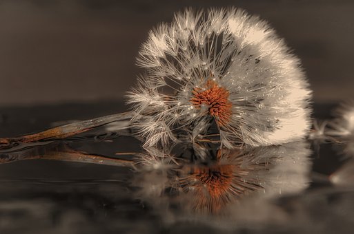 Free Plant Dandelion photo and picture