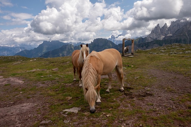 Free Horses Mountain photo and picture