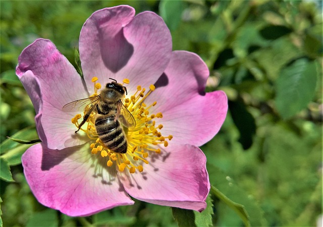 Free Flower Bee photo and picture
