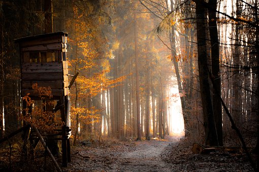 Bosque, Sueño, Niebla, Magic, Misterioso
